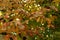 Colorful autumn leaves of Persian ironwood Parrotia persica