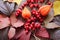 Colorful autumn leaves. Purple bindweed and red berries.