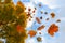 Colorful autumn leaves in red and golden falling from a maple tree, blue sky with clouds, motion blur