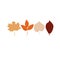 Colorful autumn leaves set summer abstract botany set forest fall, nature orange