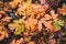 Colorful autumn leaves of small rowan tree
