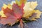 Colorful autumn leaves of the sugar maple, acer saccharum close up - major source of sap for making syrup