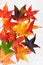 Colorful autumn leaves of sweet gum tree on the light stone background.