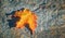 Colorful autumn maple leaf laying on a rock