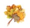 Colorful autumn maple leaves bunch