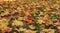 Colorful autumn maple leaves on the green grass selective focus photography. Garden in sunny autumn day. Bright fall pattern