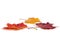 Colorful autumn maple leaves on white background