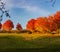 Colorful autumn maple trees next to a cornfield in Wausau, Wisconsin in October