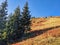 Colorful autumn in the mountains. Flowering bushes and blueberries in Davos Klosters. High quality photo.