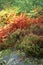 Colorful autumn mountains garden.