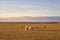 Colorful autumn nature in Iceland. Beautiful Icelandic landscape with big field, sky with clouds and wooly sheeps.