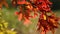 Colorful Autumn Oak leaves out of focus bokeh into focus background in Fall season 1080p