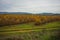 Colorful autumn pomegranate grove, Livadia, Greece