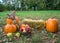 Colorful autumn pumkings