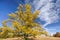 Colorful Autumn Sweet Gum Tree and Clouds