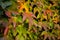 Colorful autumn three-leaf creeper