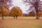 Colorful autumn tree brightened with direct sun beams