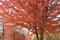 Colorful autumn trees at a park