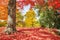 Colorful autumn trees at a park in New England