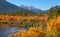 Colorful autumn trees and plants at Vermilion lakes in Banff national park during autumn time