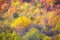 Colorful autumn treetops