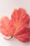 Colorful autumn viburnum leaf on pink pastel background. Top view