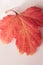 Colorful autumn viburnum leaf on pink pastel background. Top view