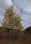 Colorful Autumn in Wolf Mountains of Utah !