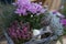 Colorful autumnal chrysanthemum decoration. Blossoming flowers in a the pots with herbs, little pumpkin in basket. Fall decor.