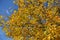 Colorful autumnal foliage of Fraxinus pennsylvanica against blue sky
