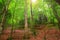 Colorful autumnal forest in the mythical Mount Olympus - Greece