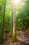 Colorful autumnal forest in the mythical Mount Olympus - Greece