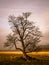 Colorful autumnal landscape after rain with beautiful tree, mist and blue sky. Dramatic scene