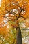 Colorful autumnal oak tree