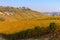 Colorful autumnal vineyards on the hills of Langhe.