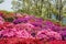 Colorful azalea flower garden