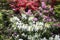 Colorful Azalea flowers