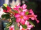 Colorful Azalea flowers or Desert Rose-Impala Lily- Mock Azalea blossoms in full bloom on dark background