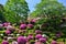 Colorful azalea garden, Kyoto Japan spring.