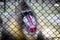 Colorful Baboon monkey face in a cage