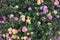 Colorful Backdrop of Lavender Trailing Lantana