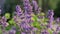 Colorful background of blooming lavender. Violet lavender flowers sways in the wind