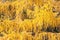 Colorful background of golden yellow larch foliage in autumn