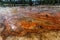 Colorful Bacteria Mats Geyser in Yellowstone