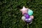 Colorful balloons on the background of green grape leaves. The concept of happy birthday in summer