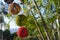 Colorful balls made of natural thread hanging in front of palm tree