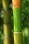 Colorful bamboo