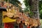 Colorful bamboo birdcages hanging along a street in Hanoi, Vietnam