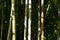 Colorful bamboo forest on the Nakasendo route in the Kiso Valley in Japan.