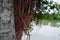 Colorful banyan tree creeper falling to the ground. Closeup of a banian tree and creepers in natural background